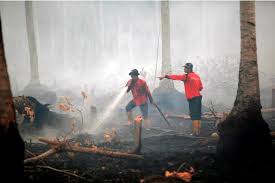 Meskipun Hujan Karlahut Tetap Terjadi Di Riau Hektar Terbakar